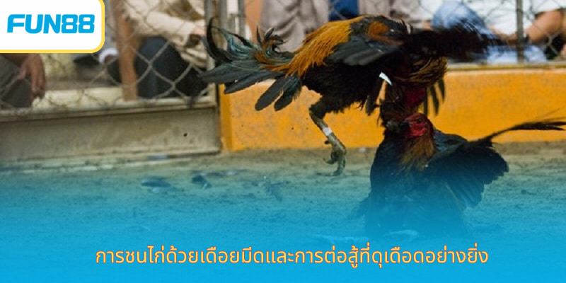 Fun88 ไก่ชนออนไลน์ เดิมพันง่าย ได้เงินจริง การชนไก่ด้วยเดือยมีดและการต่อสู้ที่ดุเดือดอย่างยิ่ง