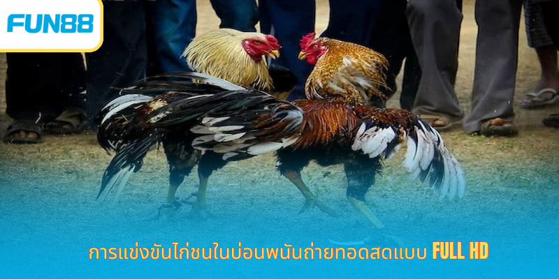 Fun88 ไก่ชนออนไลน์ เดิมพันง่าย ได้เงินจริง การแข่งขันไก่ชนในบ่อนพนันถ่ายทอดสดแบบ Full HD